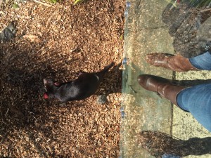 Tasmanian devil, with my feet for size comparison. Looney Tunes, you lie! There's nothing ferocious about this little guy